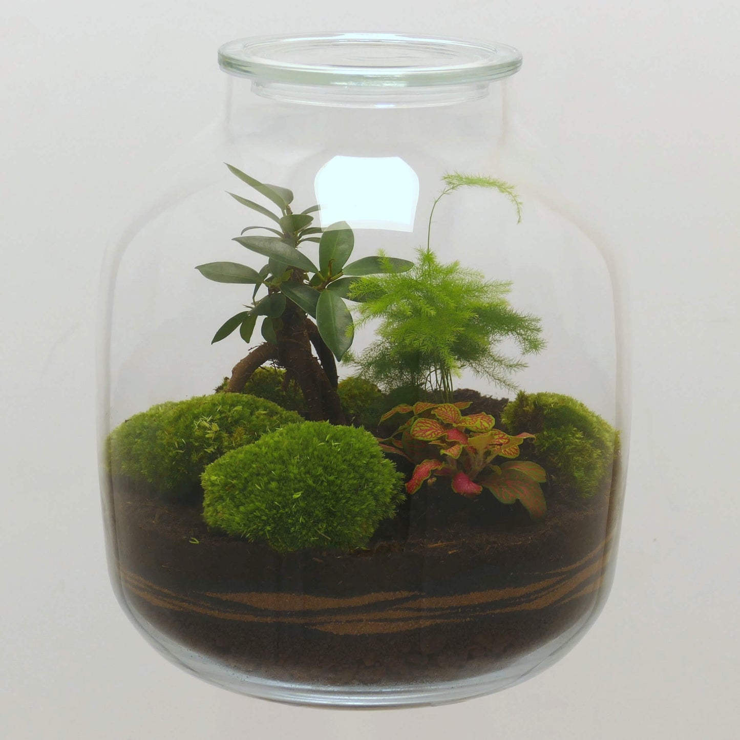 Pack 2 Terrariums vase bonbonne XL