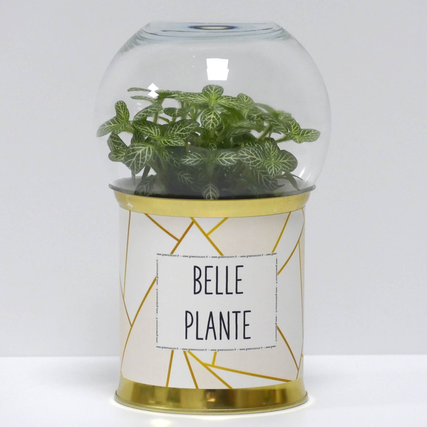 Pack "F" de 12 terrariums