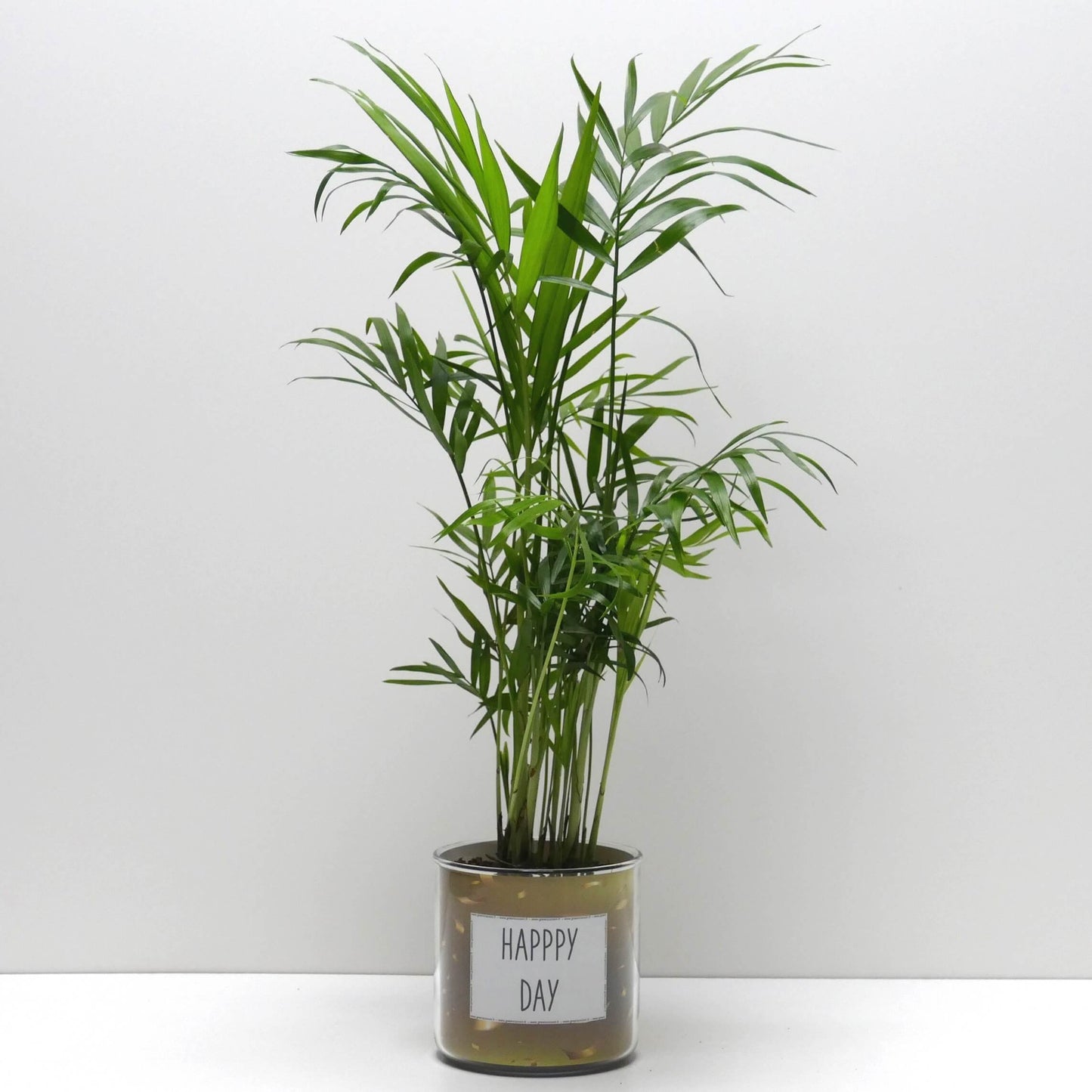 Pot Happy day et sa plante