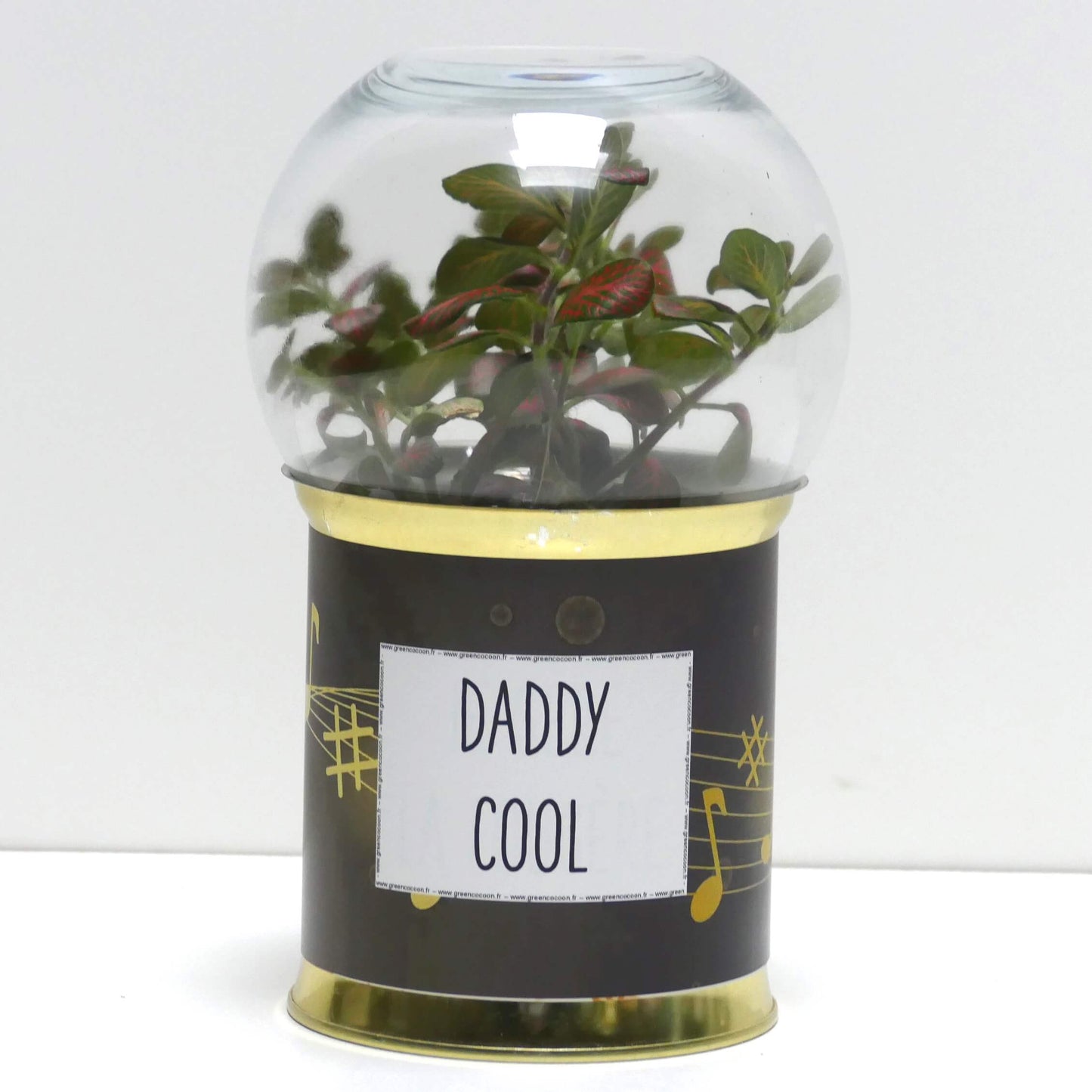 Terrarium Daddy cool