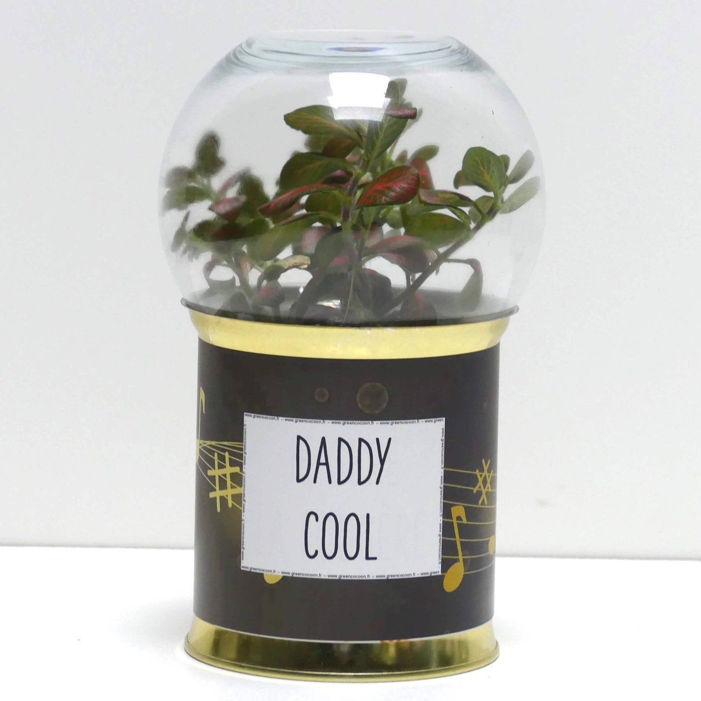 Pack "DF" de 12 terrariums