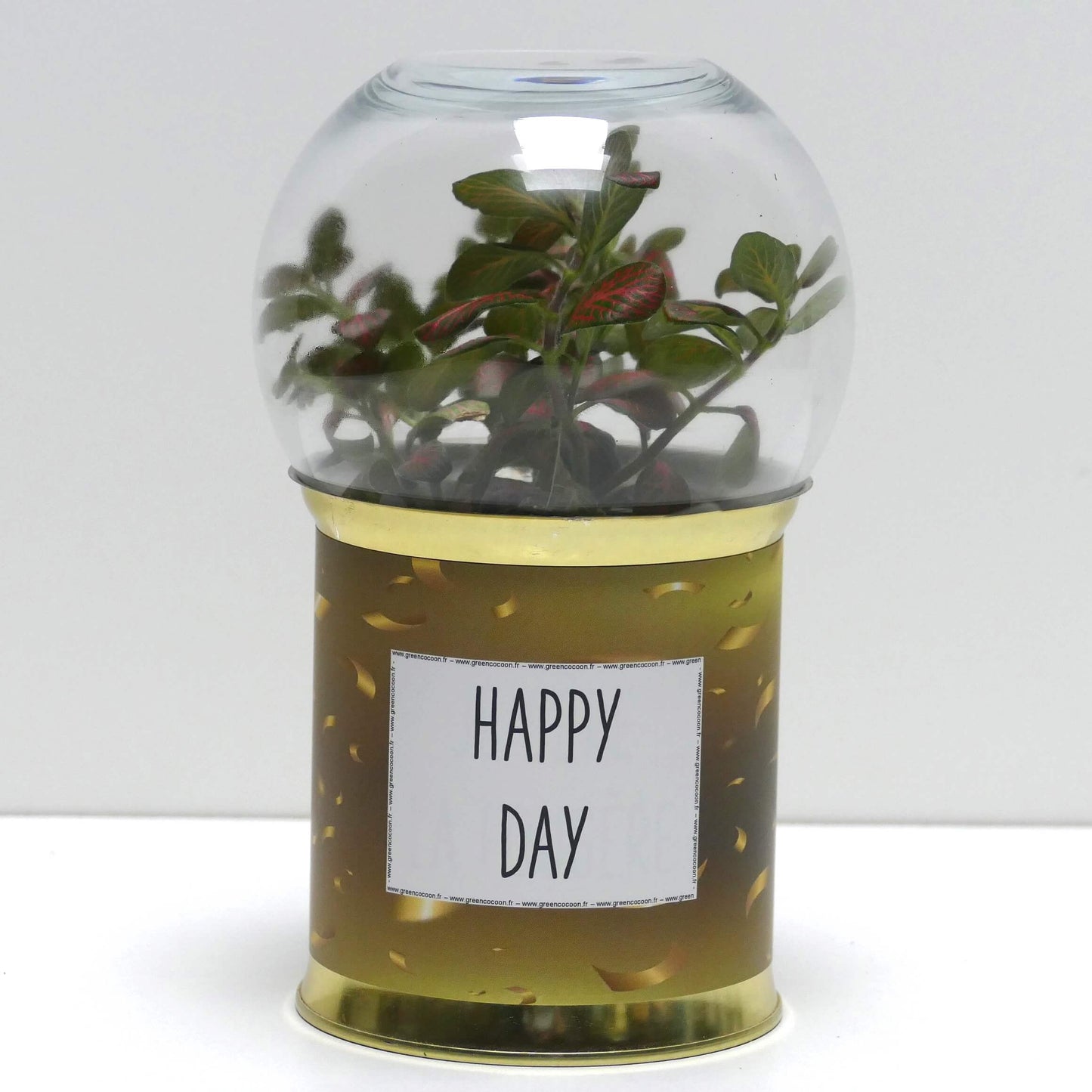 Terrarium Happy day