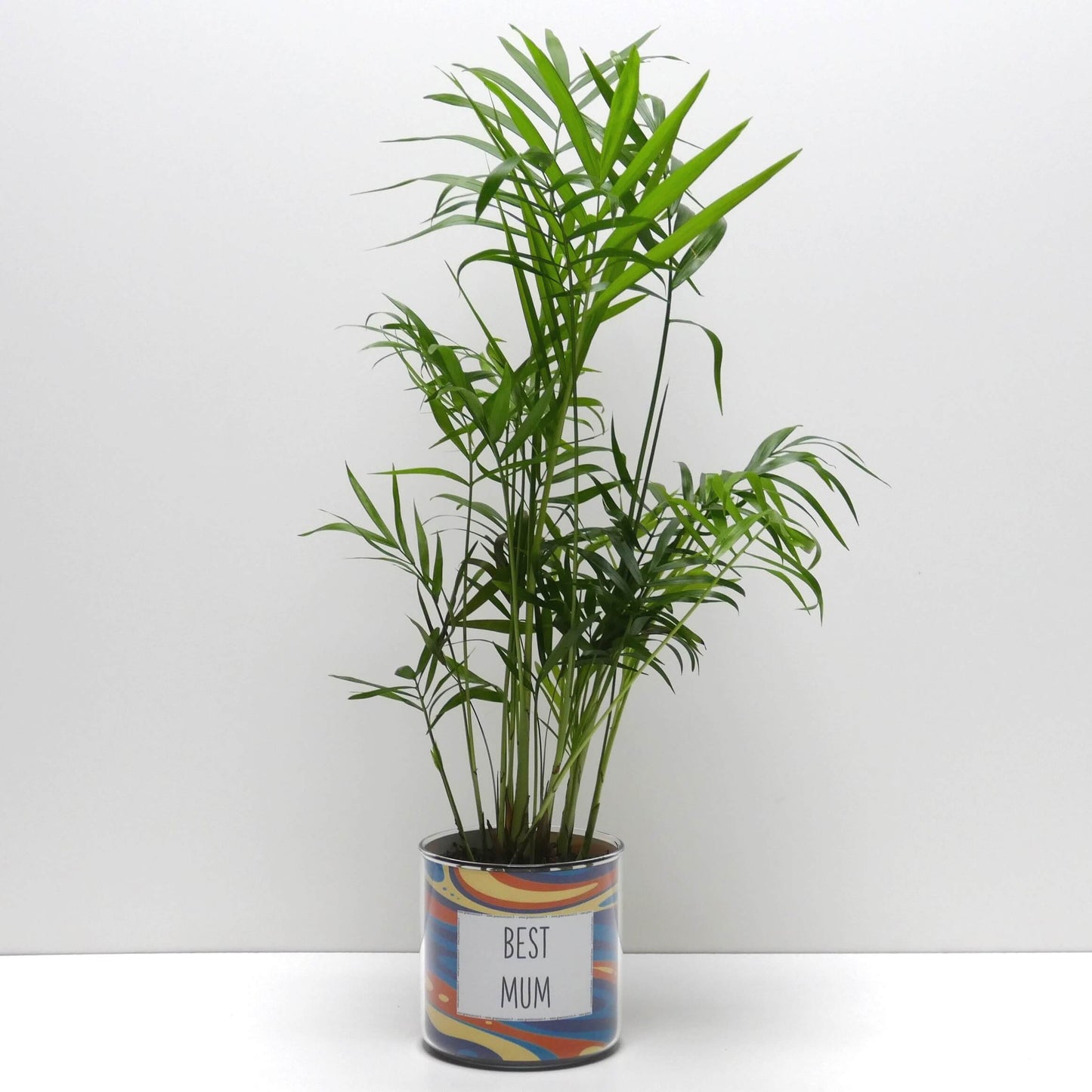 Pot Best Mum et sa plante