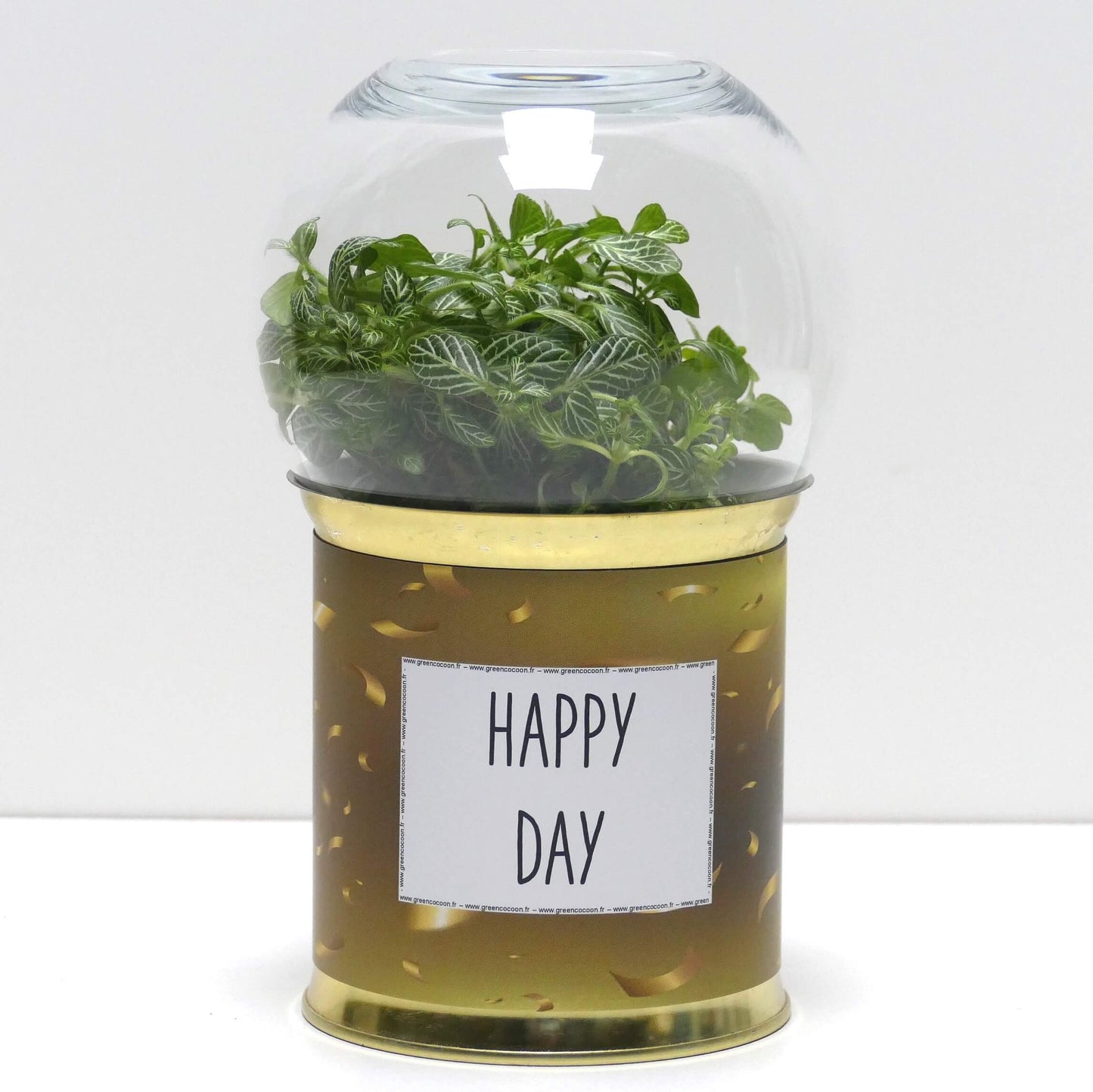 Pack "D" de 12 terrariums