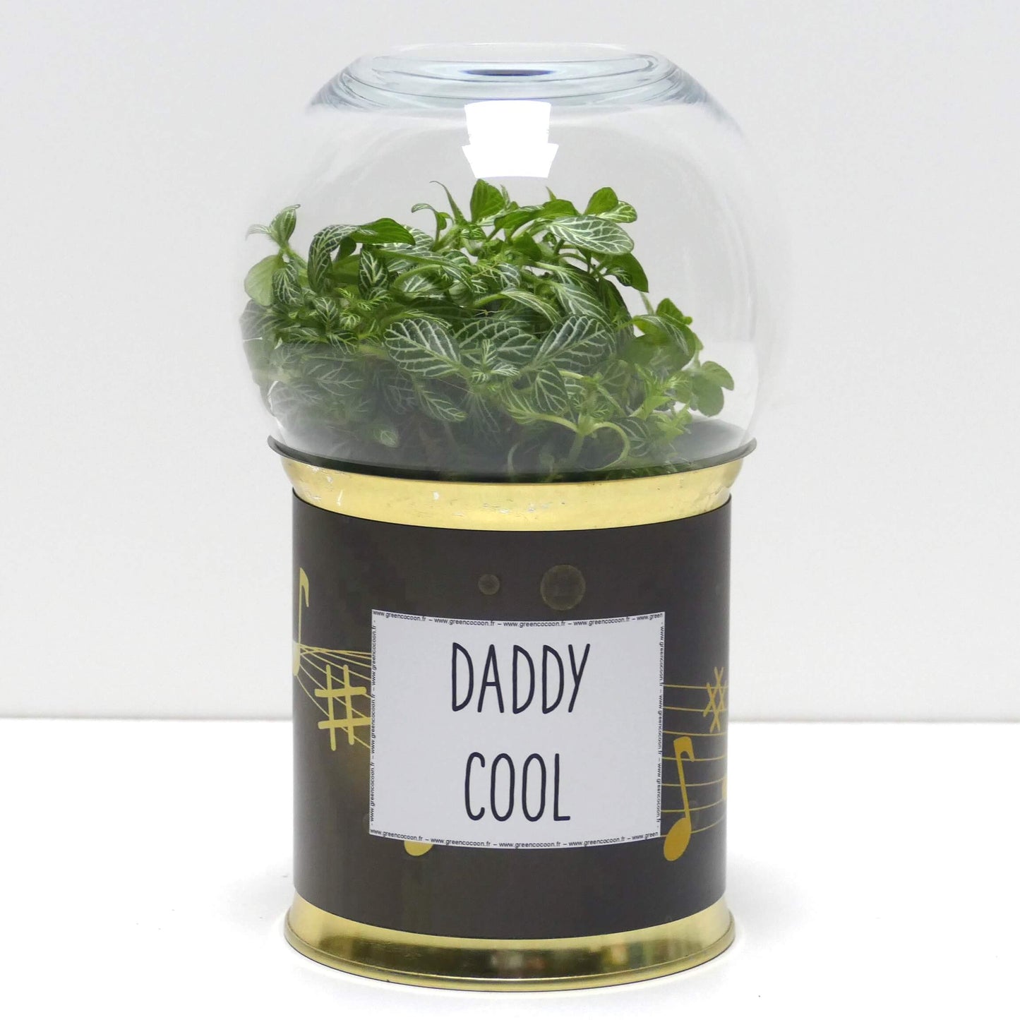 Terrarium Daddy cool