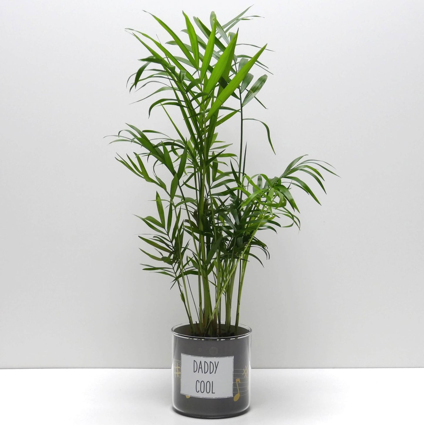 Pot Daddy cool et sa plante