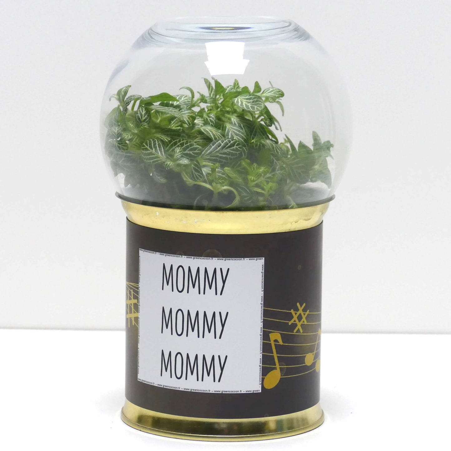 Terrarium Mommy Mommy Mommy
