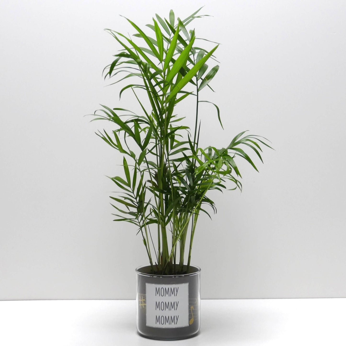 Pot Mommy Mommy Mommy et sa plante