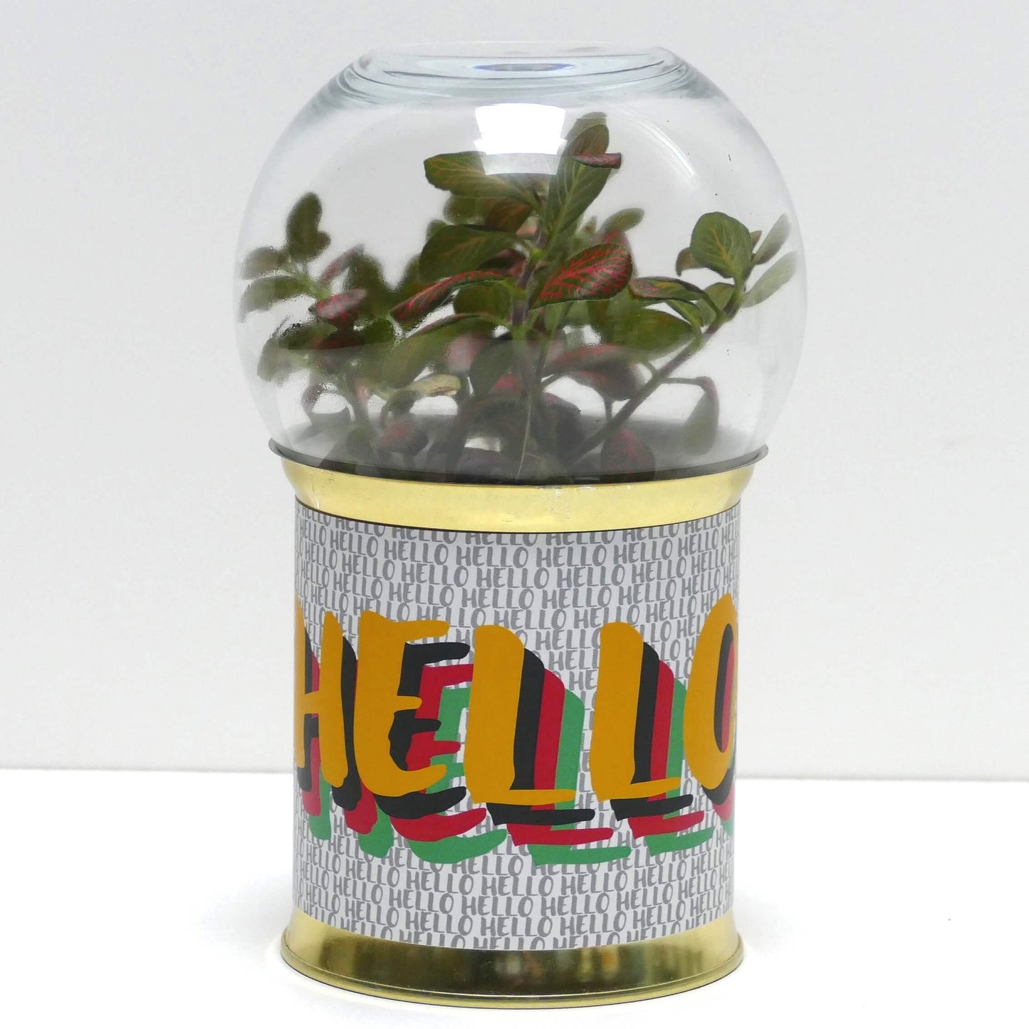 Terrarium Hello