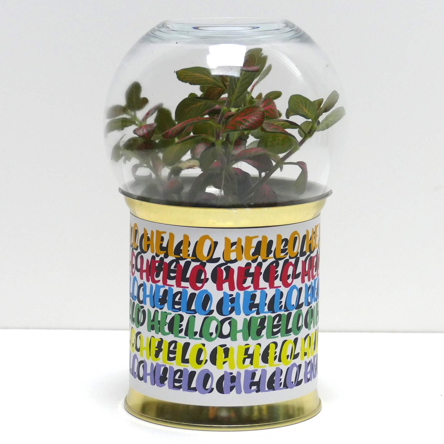 Terrarium Hello v2
