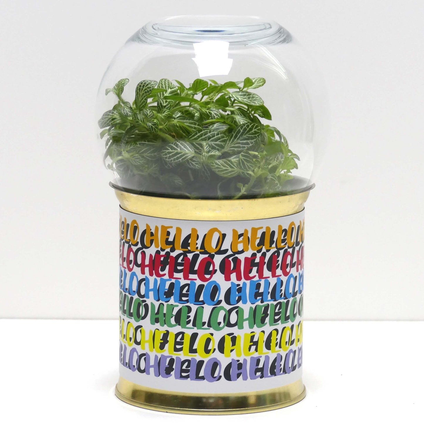 Terrarium Hello v2