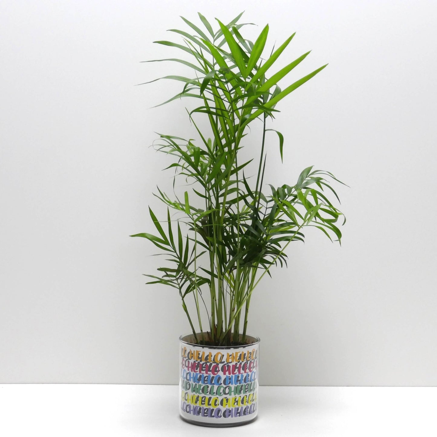 Pot Hello v2 et sa plante