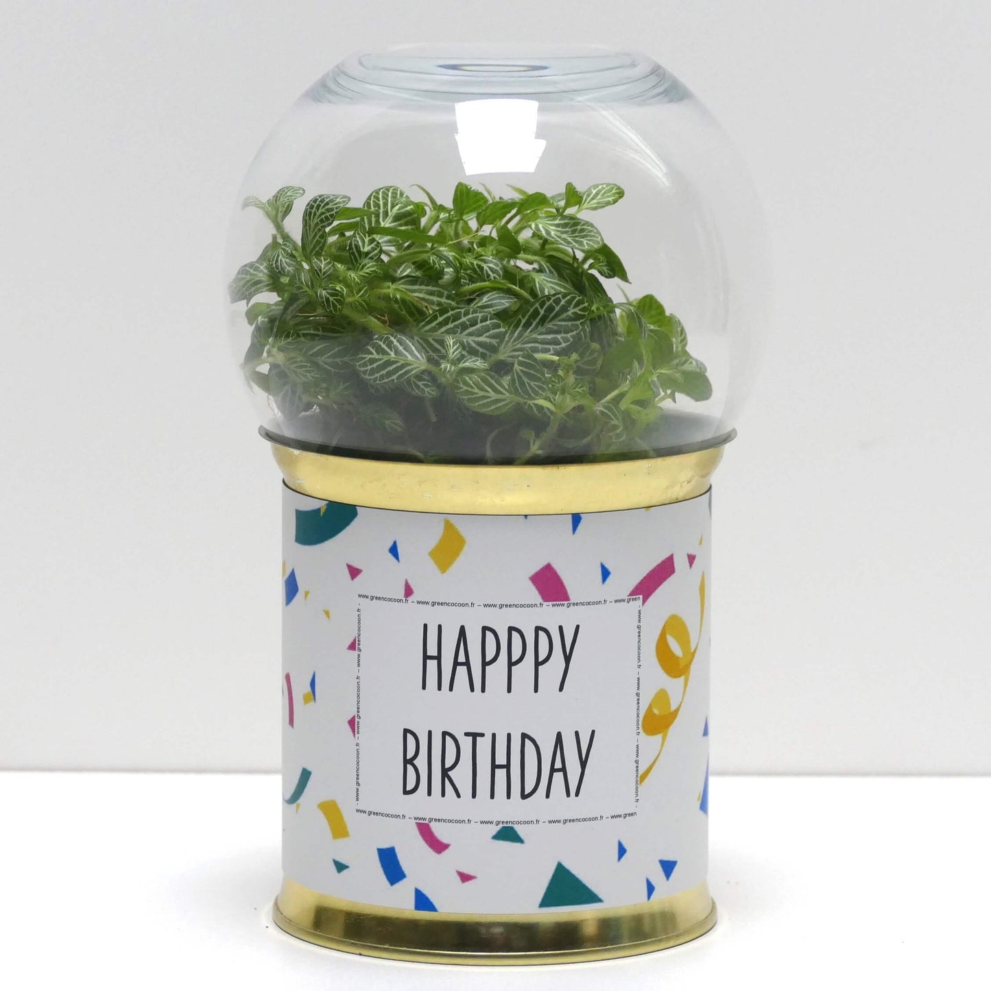 Terrarium Happy birthday