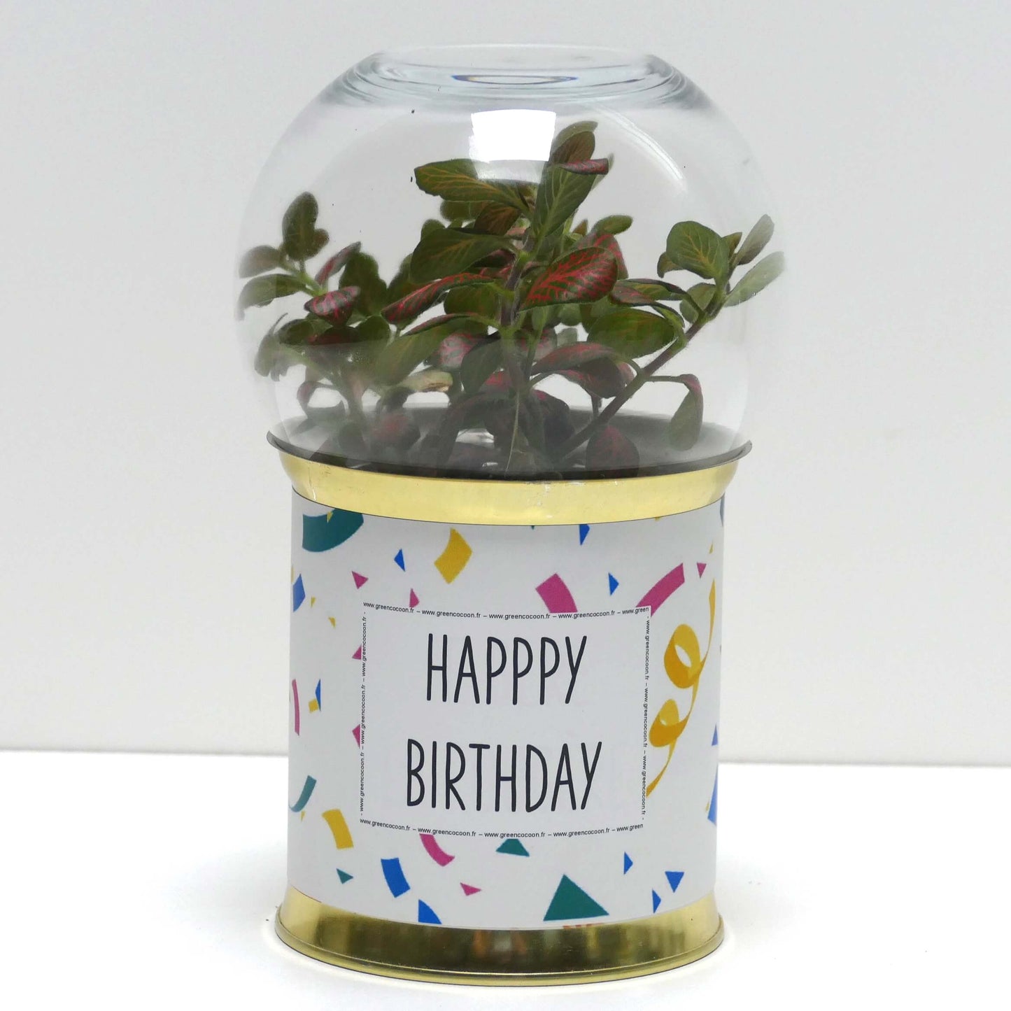 Terrarium Happy birthday