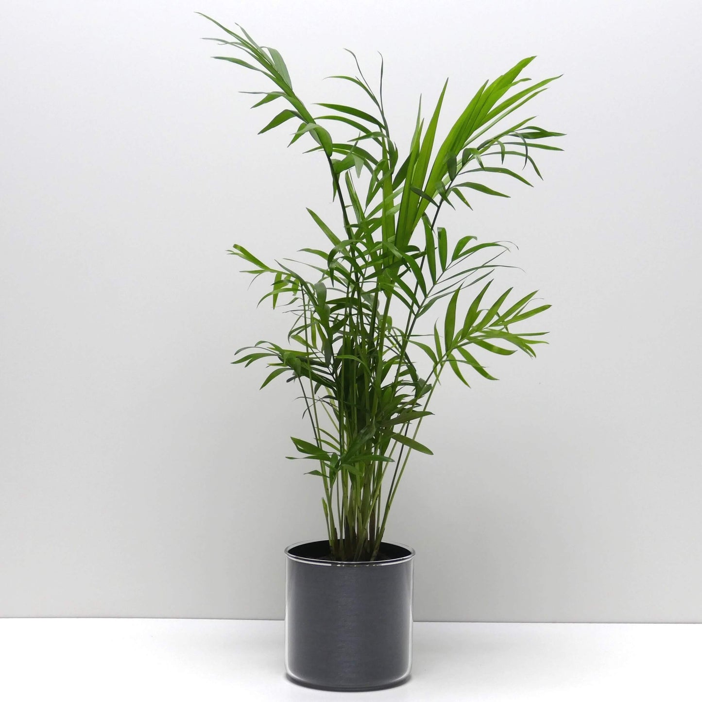 Pot "acier brossé" et sa plante