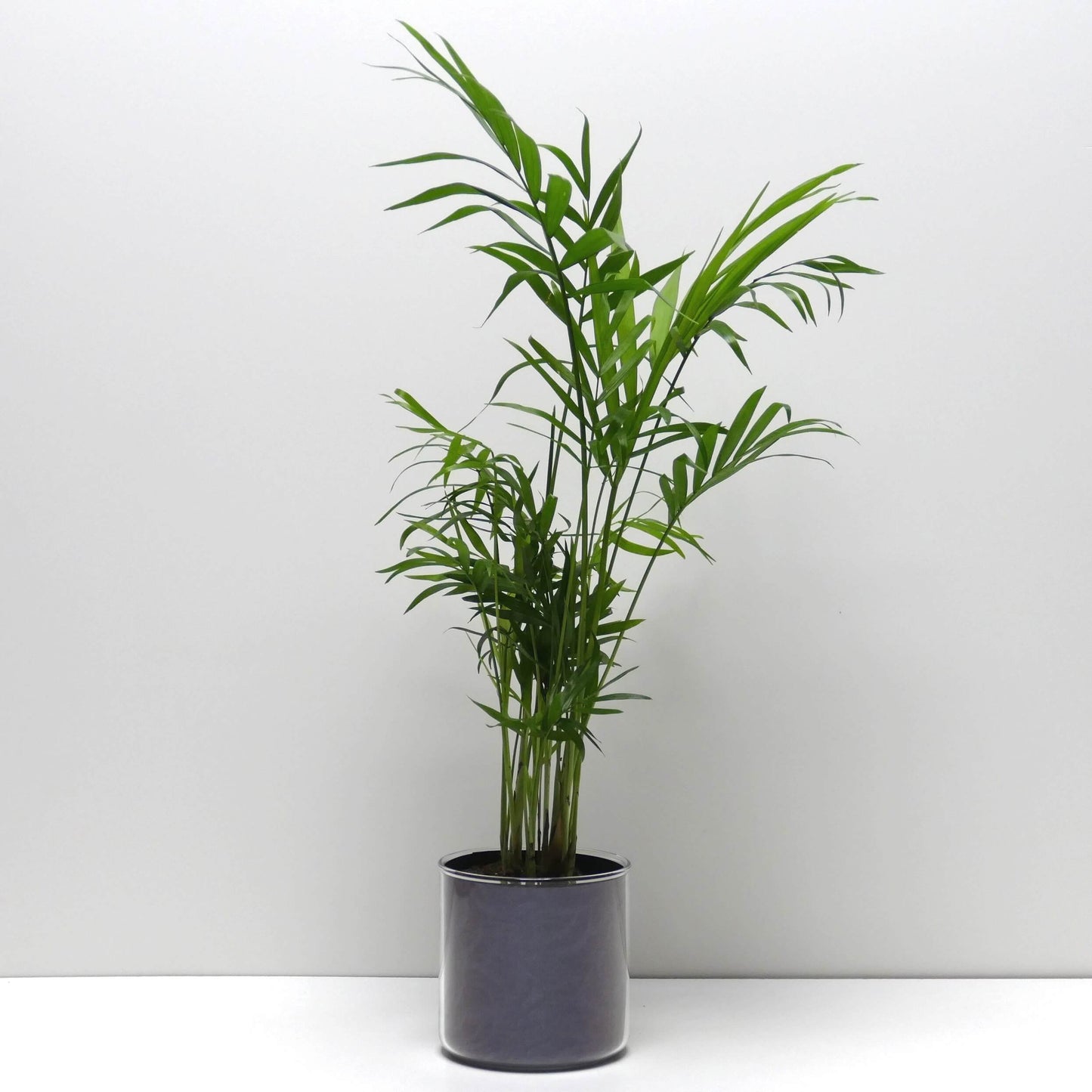 Pot motifs violets et sa plante
