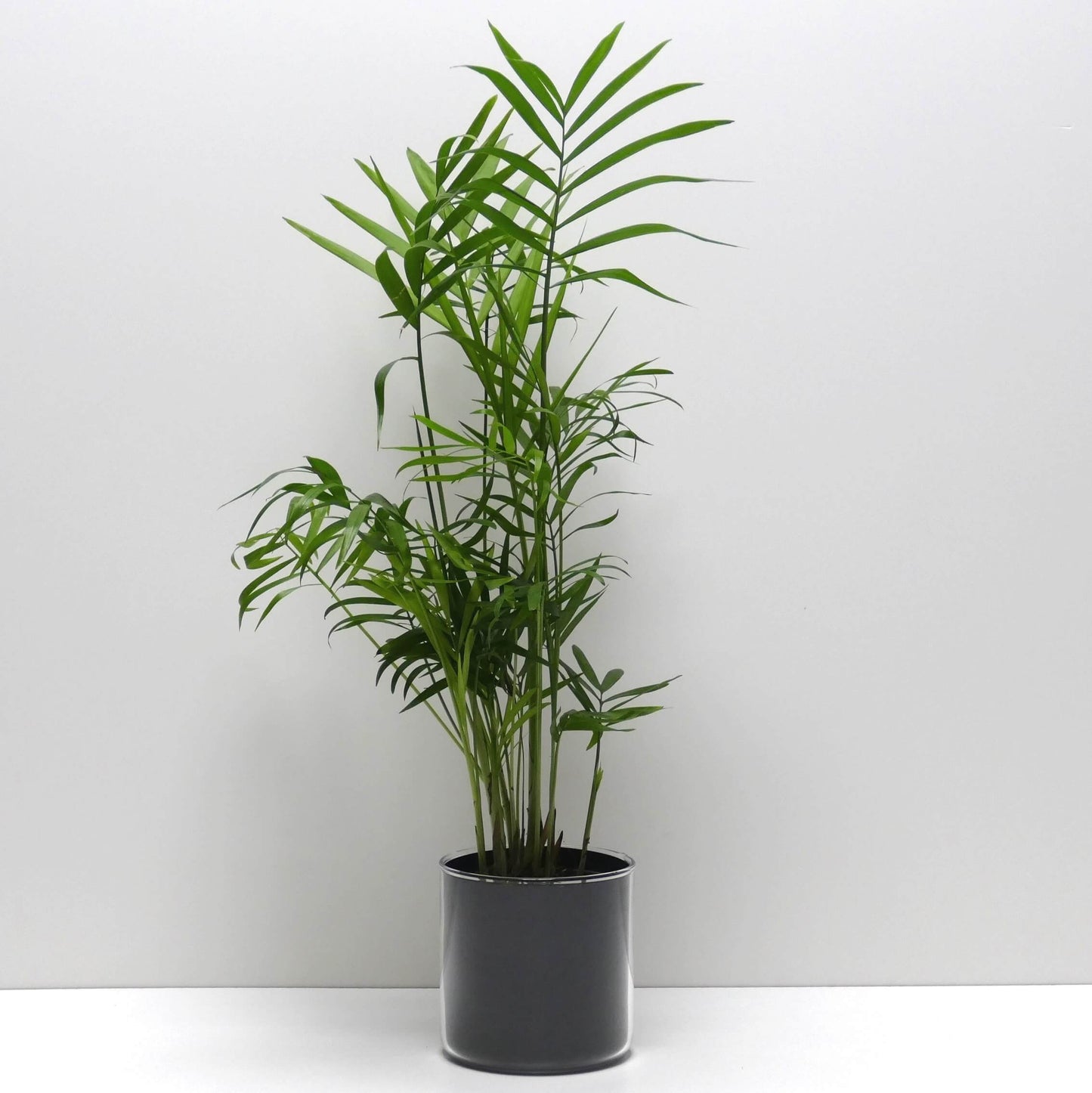 Pot motifs noirs et sa plante