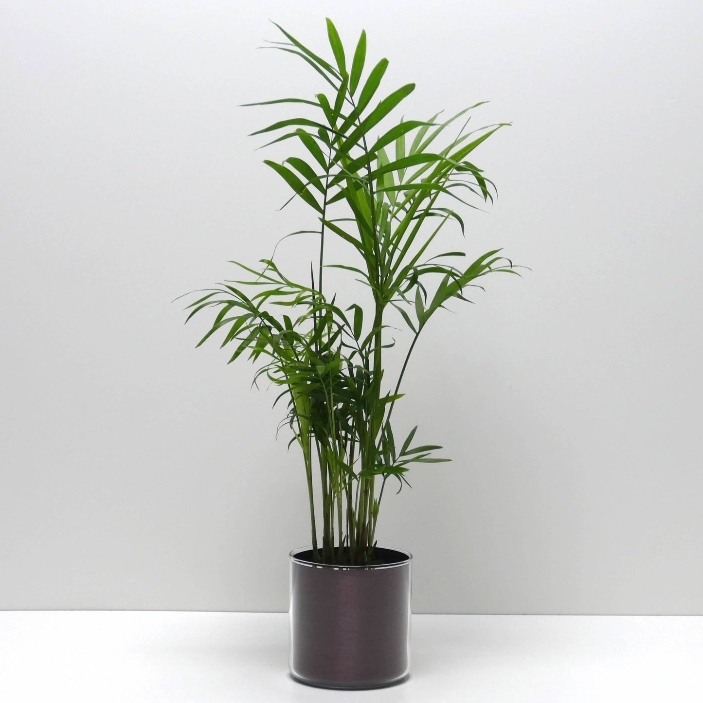 Pot "cuivre brossé" et sa plante