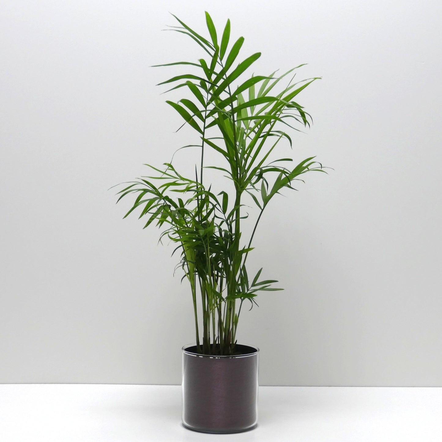 Pot "bronze brossé" et sa plante