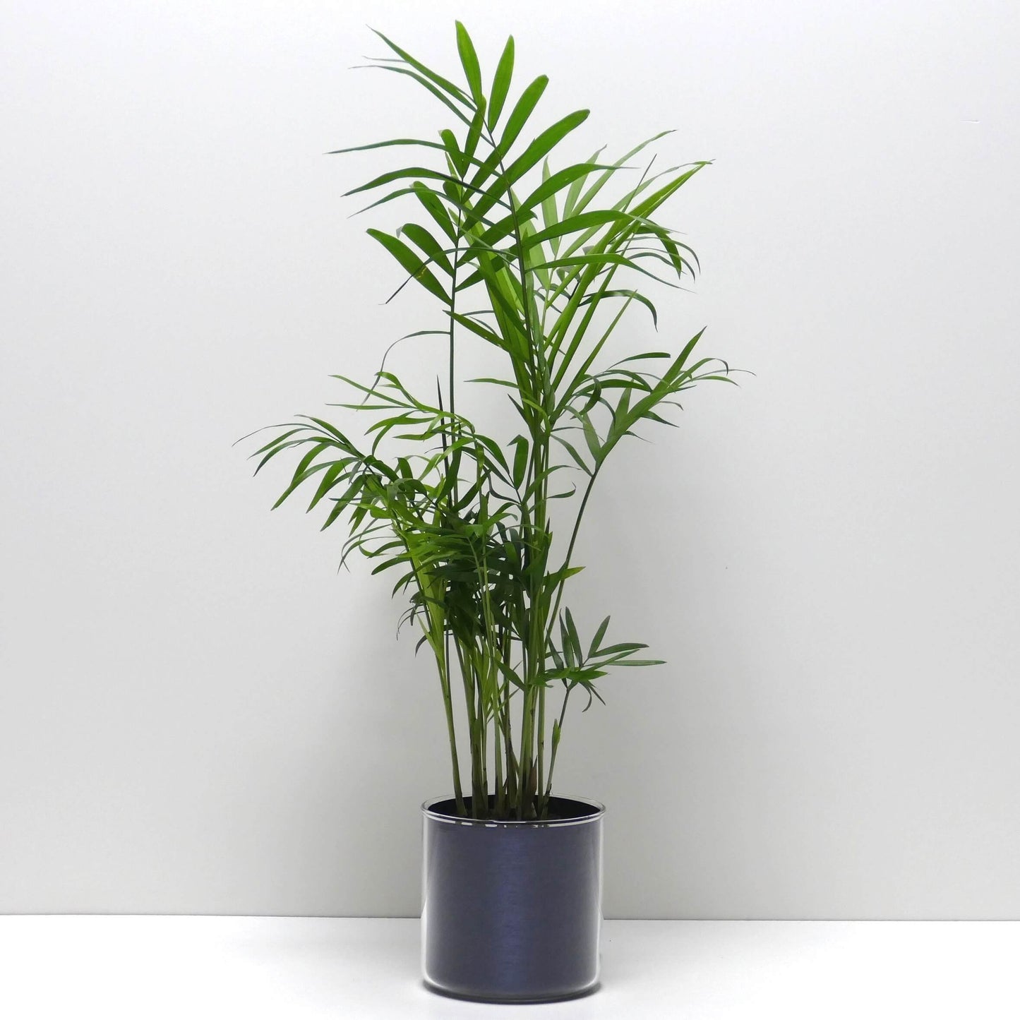 Pot "métal bleu brossé" et sa plante