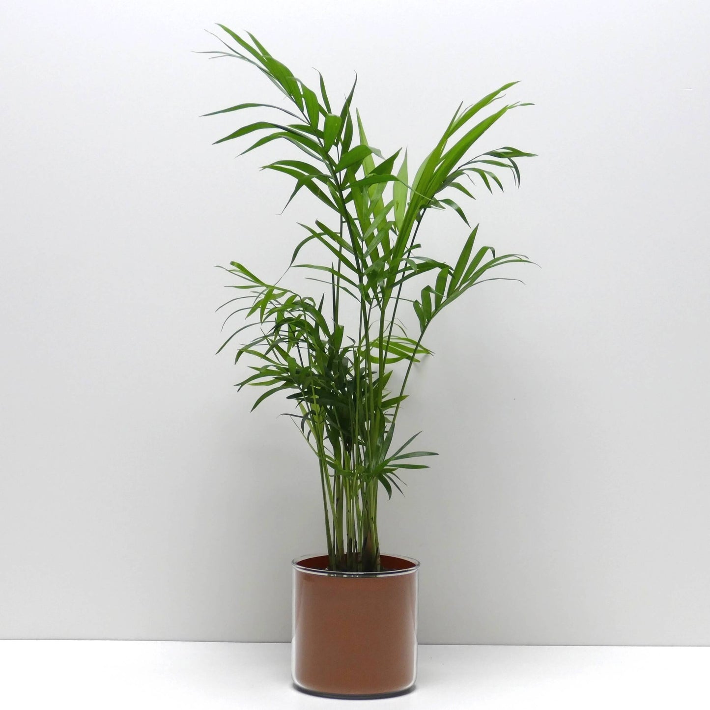 Pot "cuir" et sa plante
