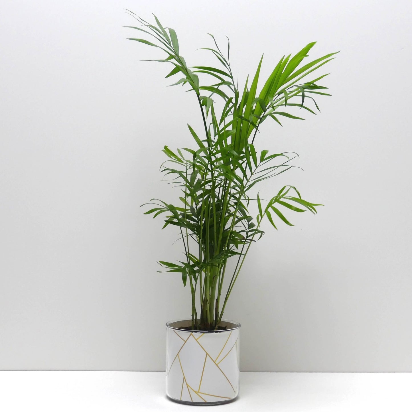 Pot graphismes blancs et dorés et sa plante