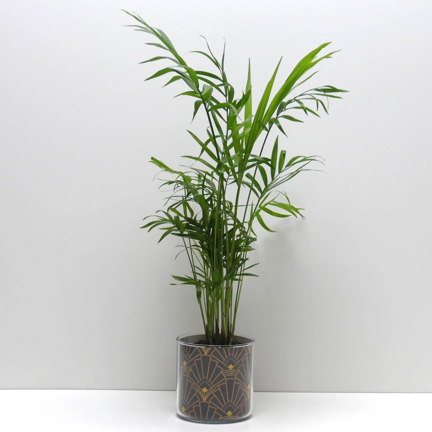 Pot art déco noir et doré et sa plante