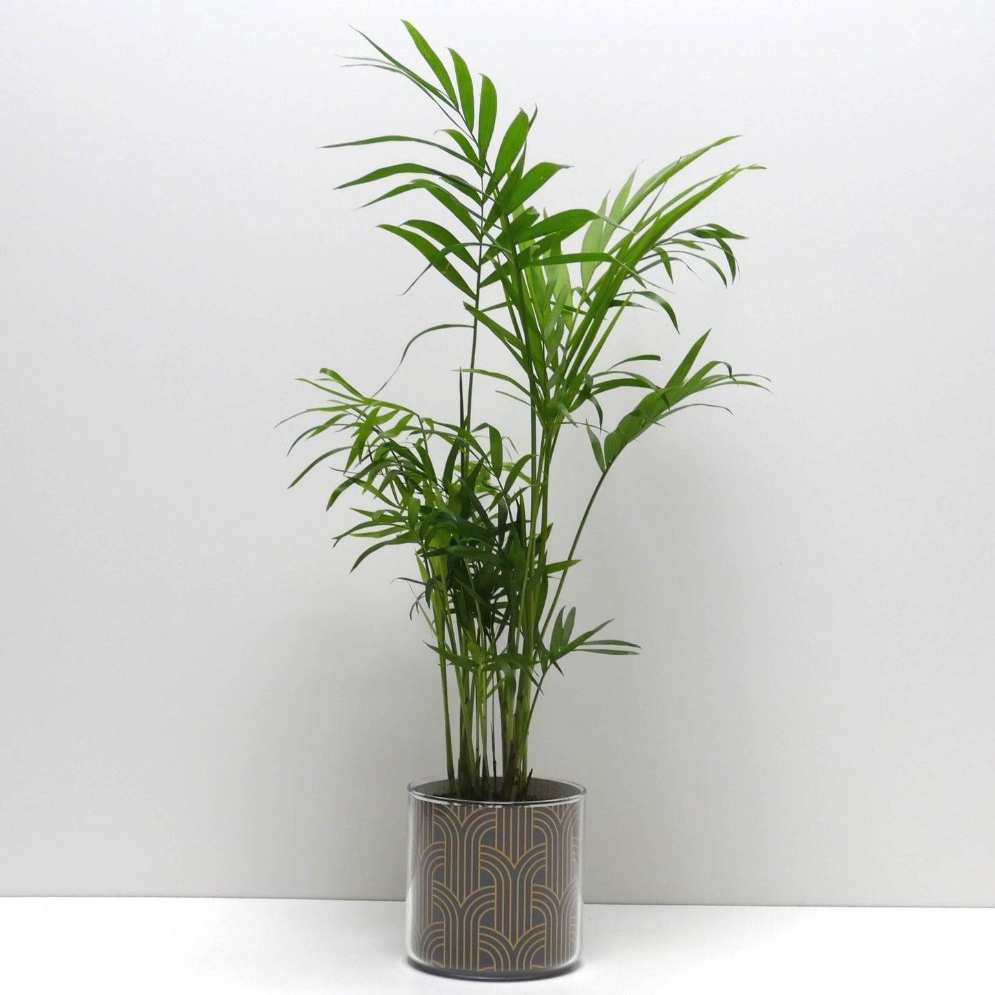 Pot art déco noir et doré v2 et sa plante