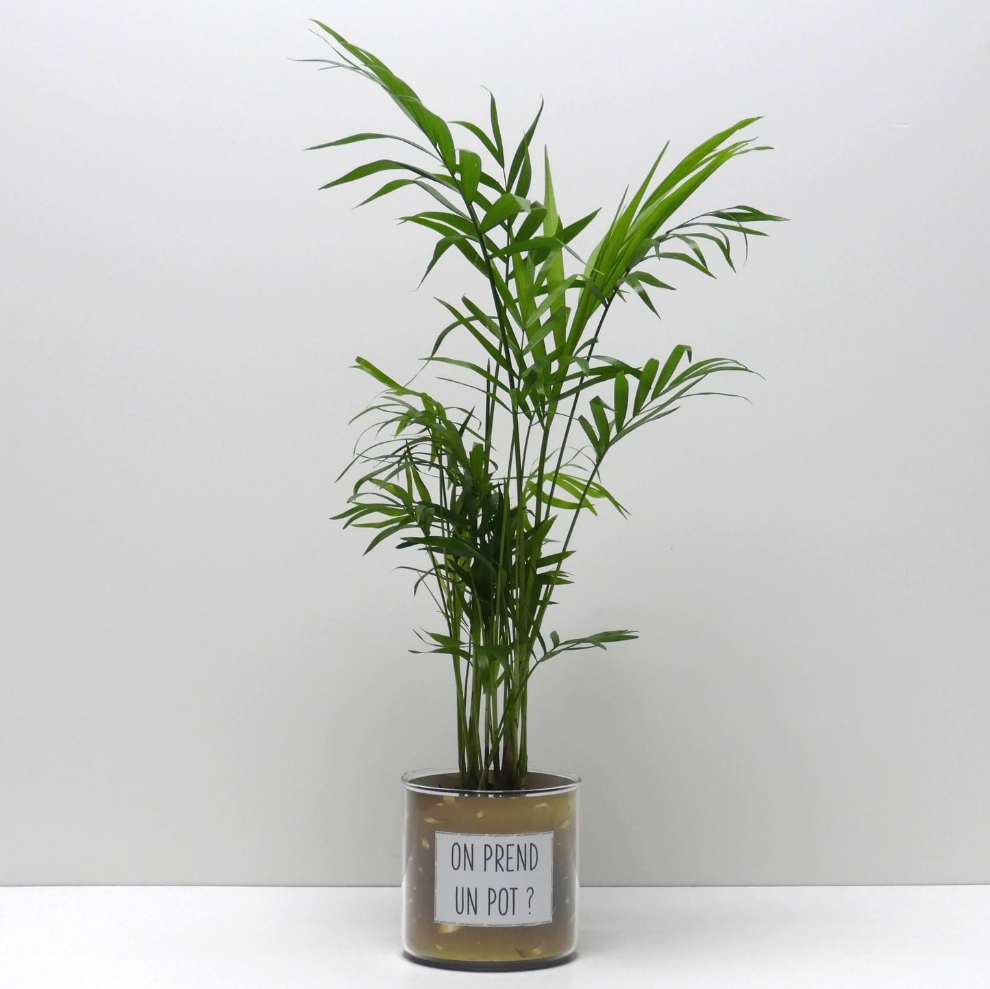 Pot On prend un pot et sa plante