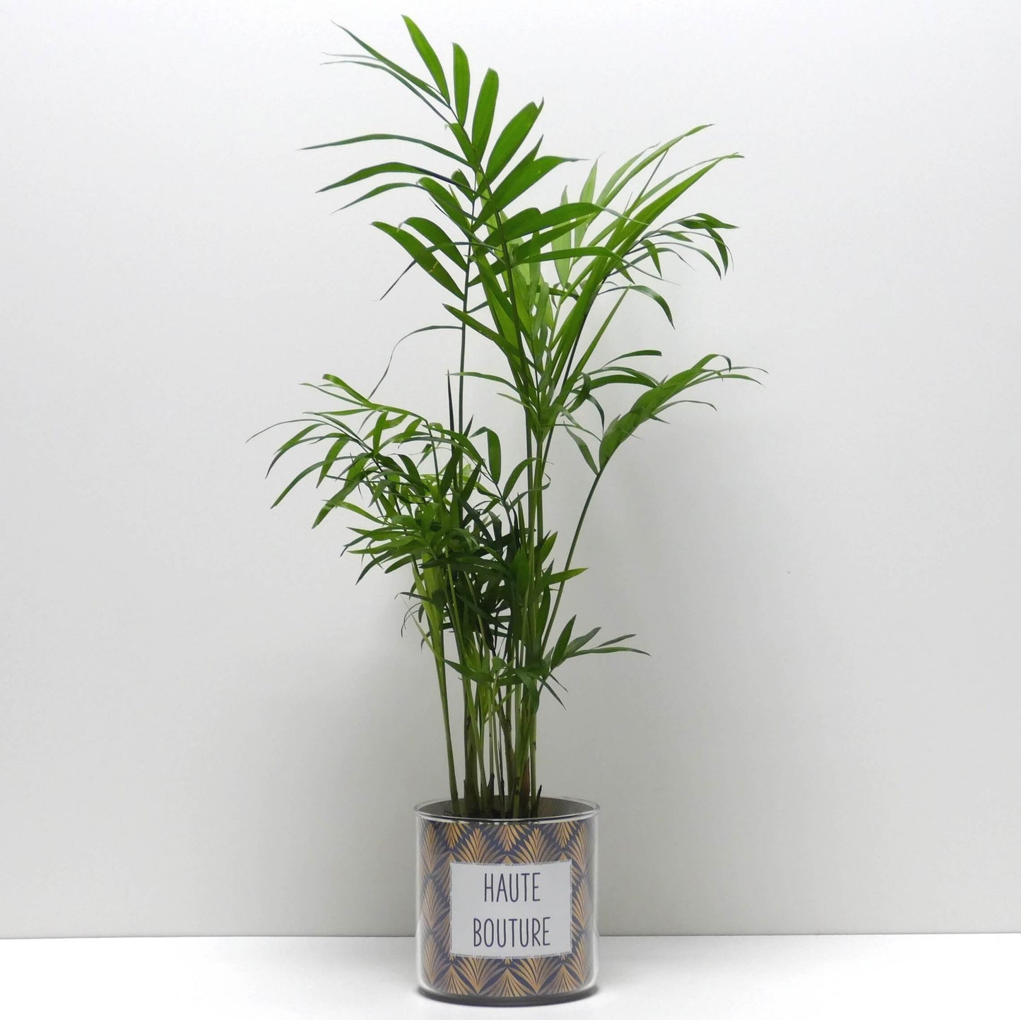 Pot Haute bouture et sa plante