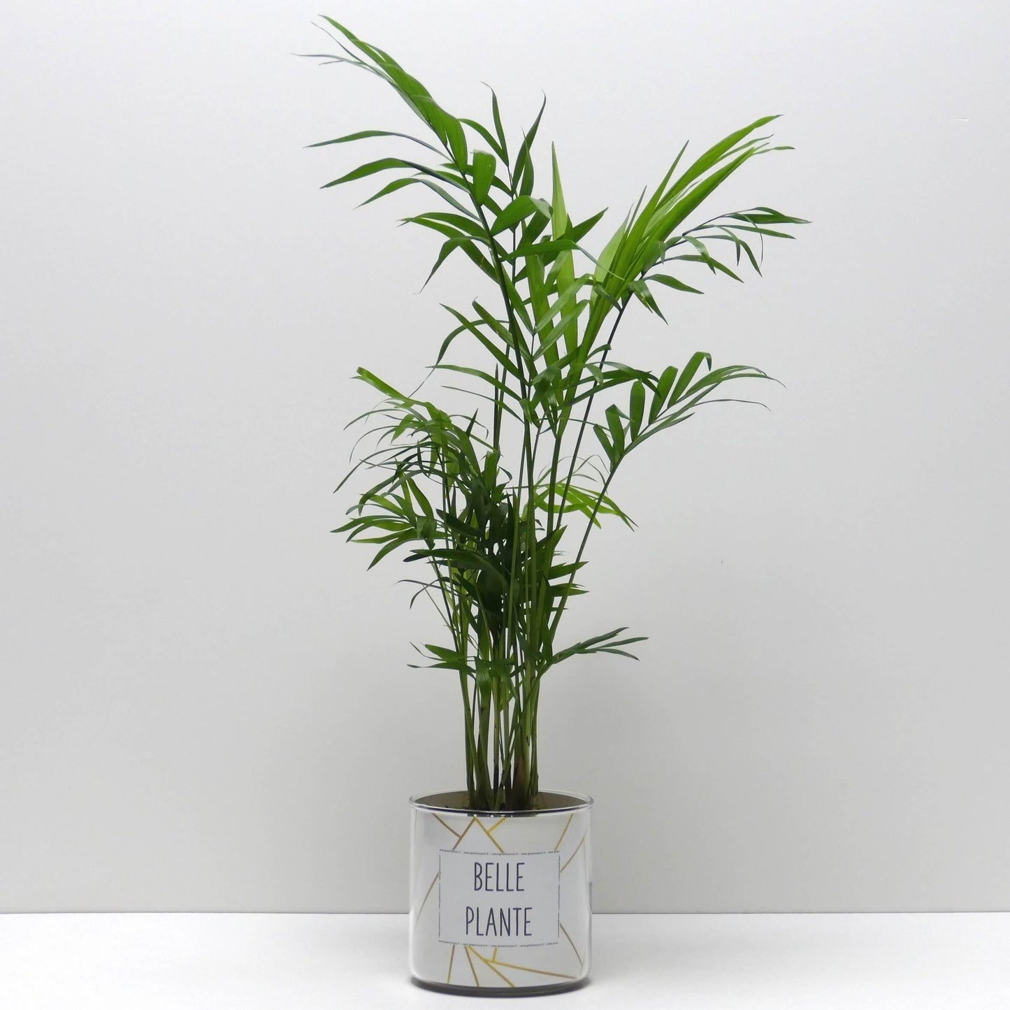 Pot Belle plante et sa plante