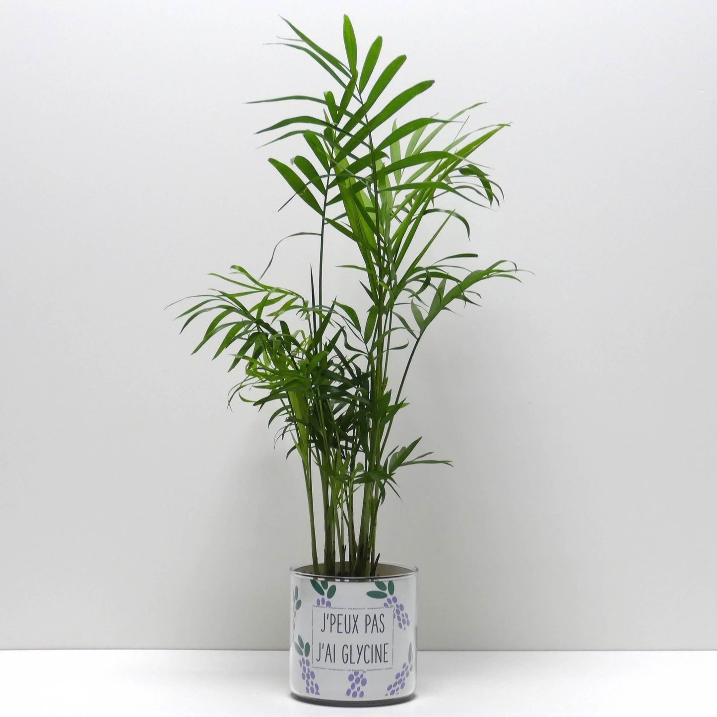 Pot J'peux pas j'ai glycine et sa plante