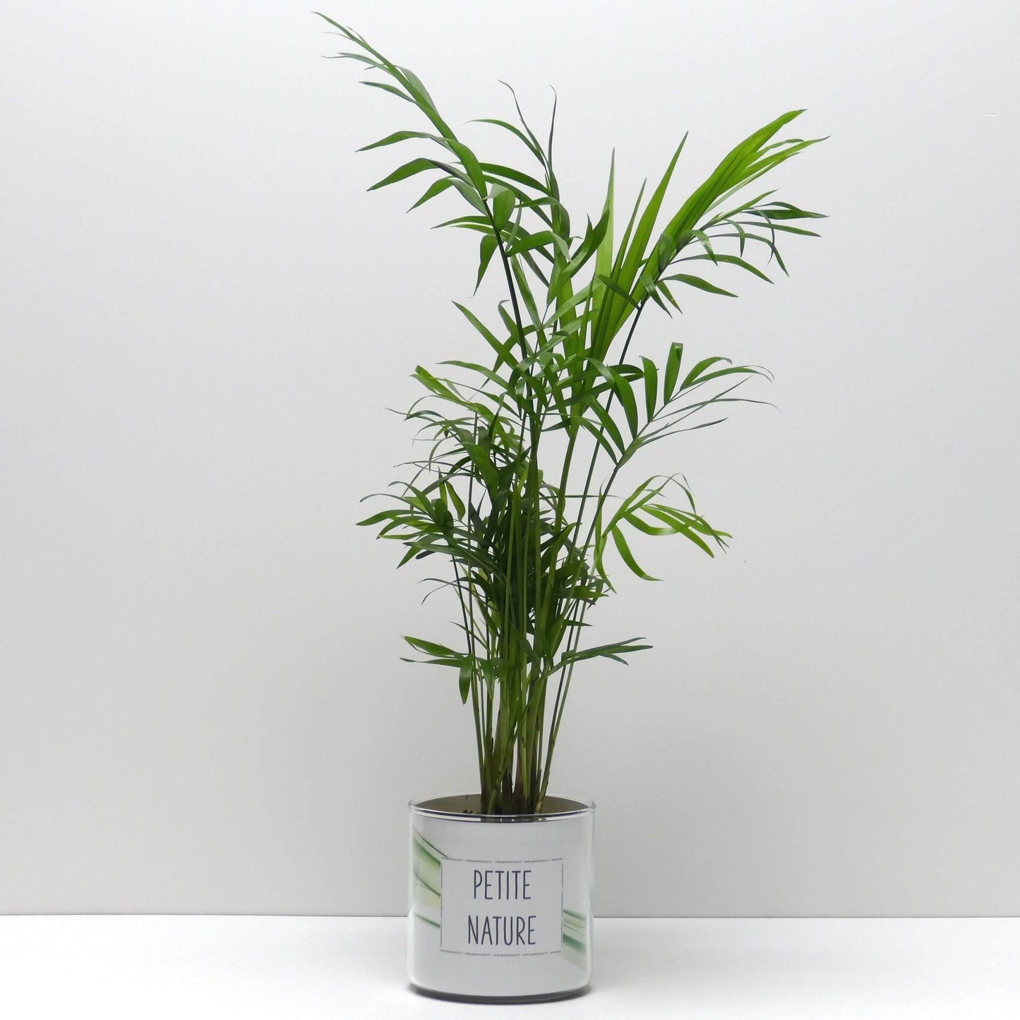 Pot Petite nature et sa plante