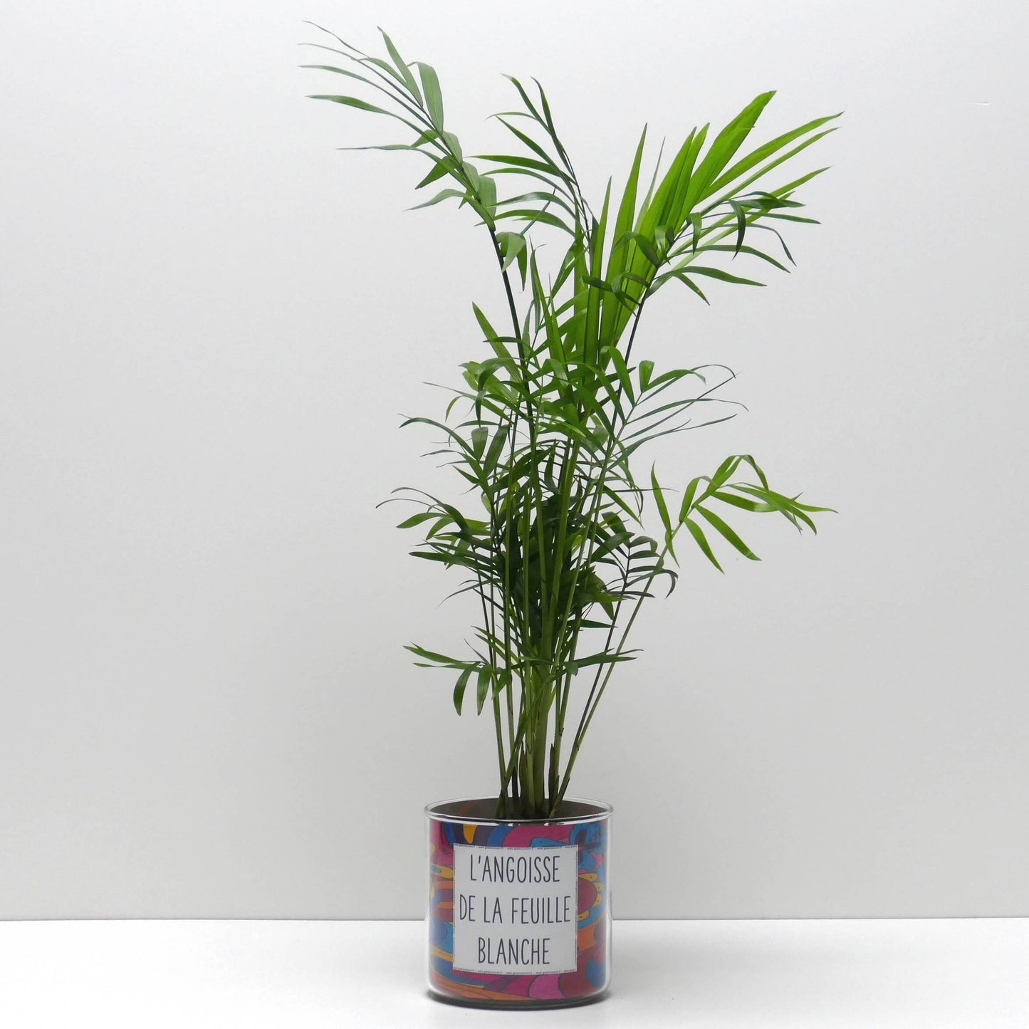 Pot L'angoisse de la feuille blanche et sa plante