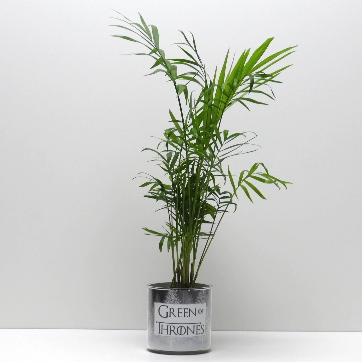 Pot Green of Thrones et sa plante