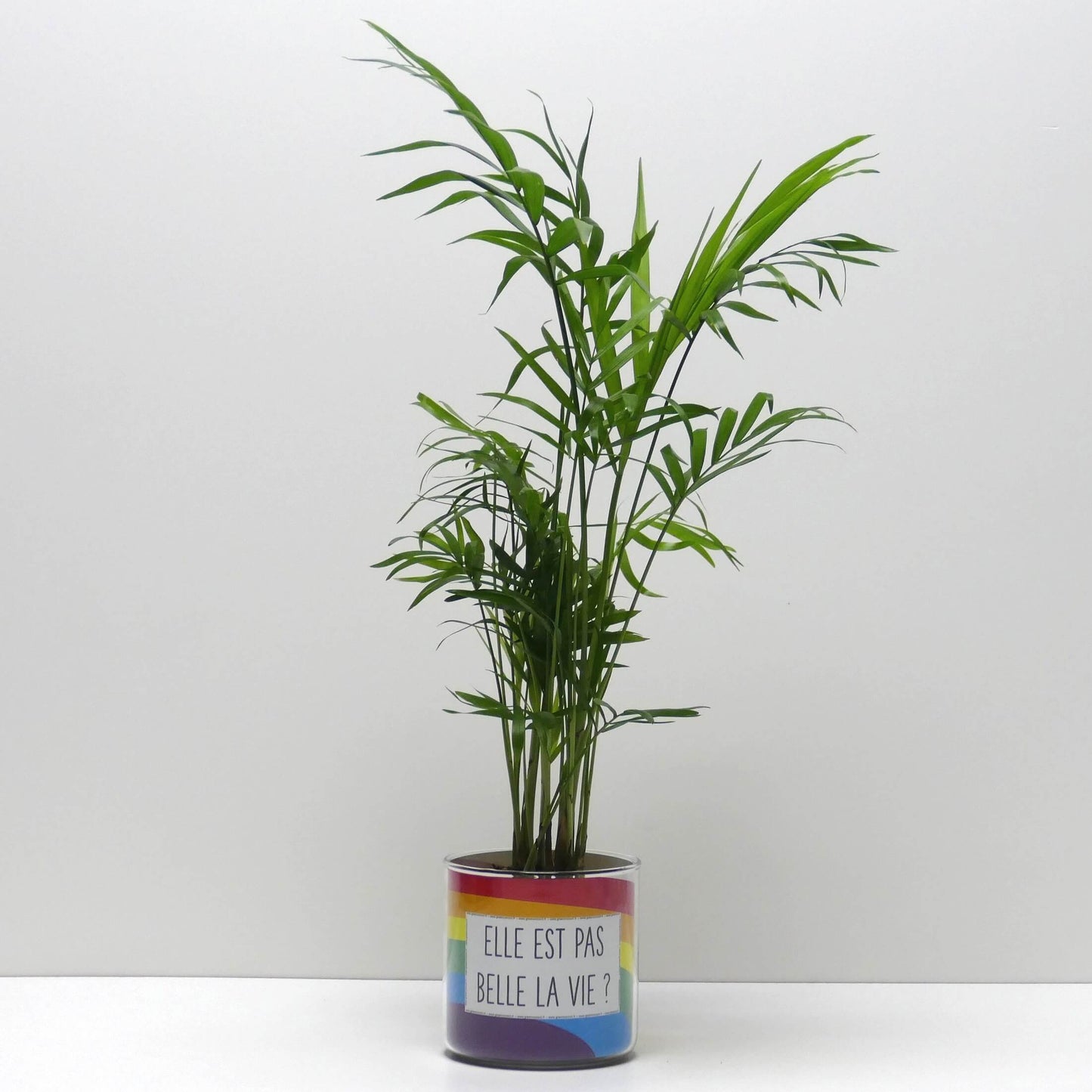 Pot Elle est pas belle la vie et sa plante
