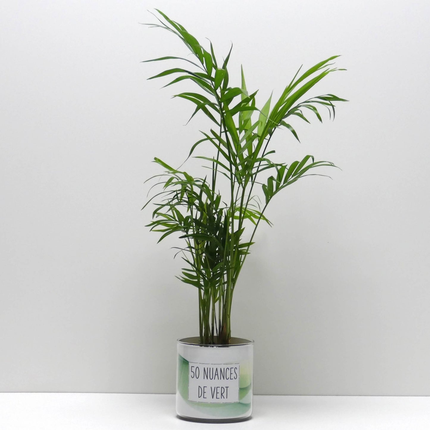 Pot 50 nuances de vert et sa plante