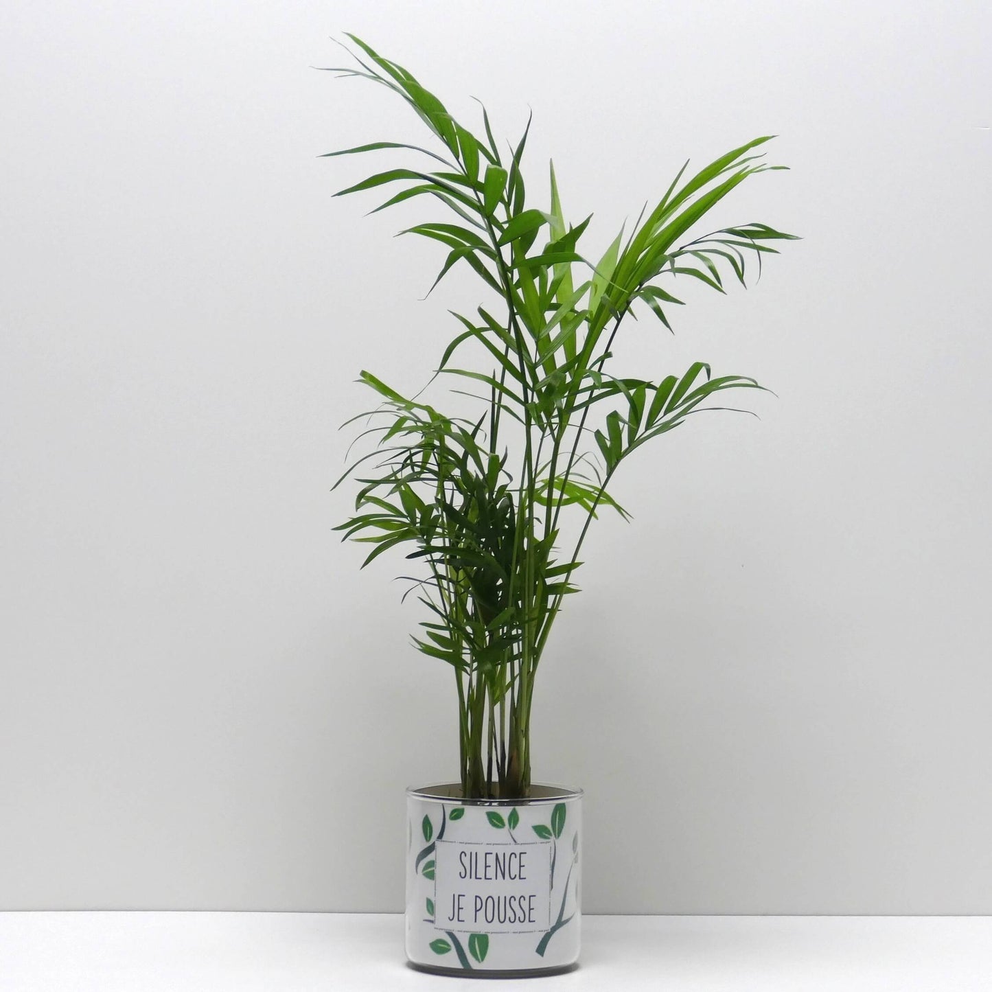 Pot Silence je pousse et sa plante