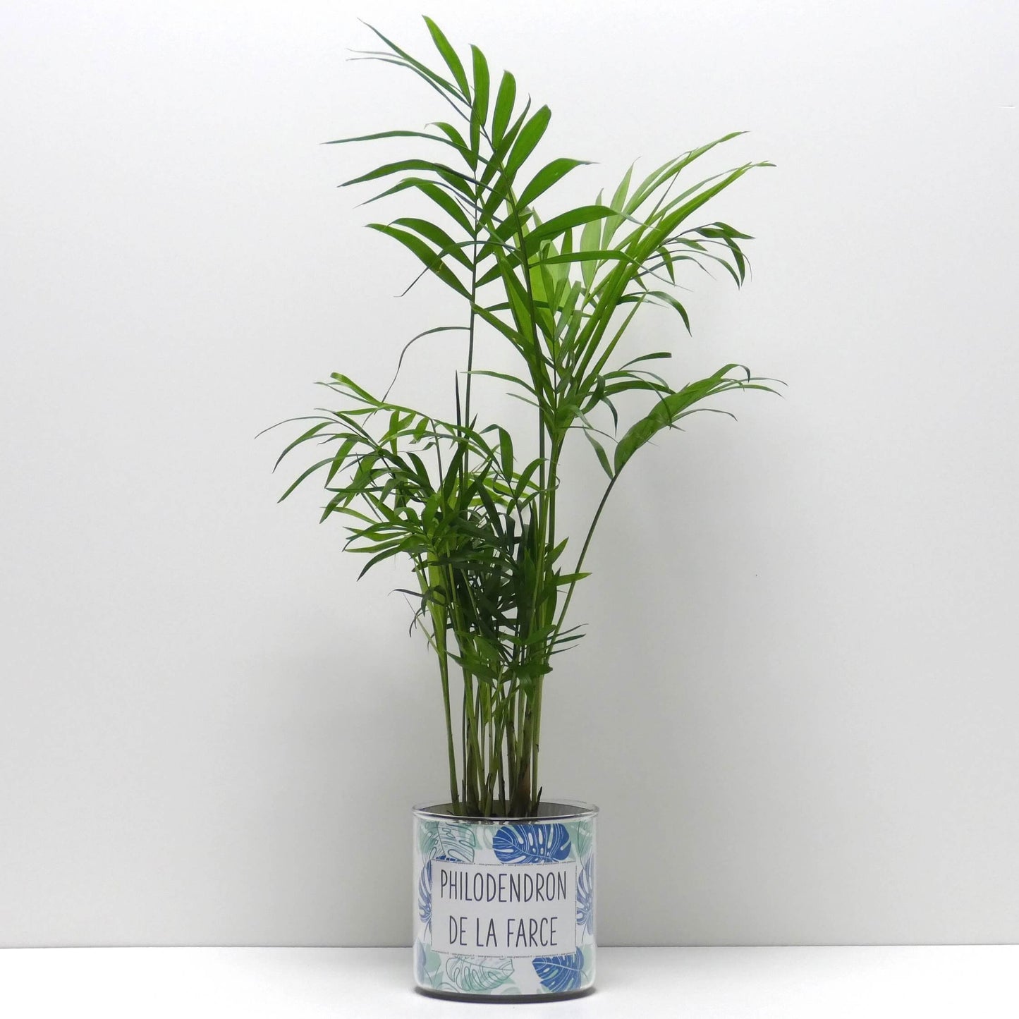 Pot Philodendron de la farce et sa plante