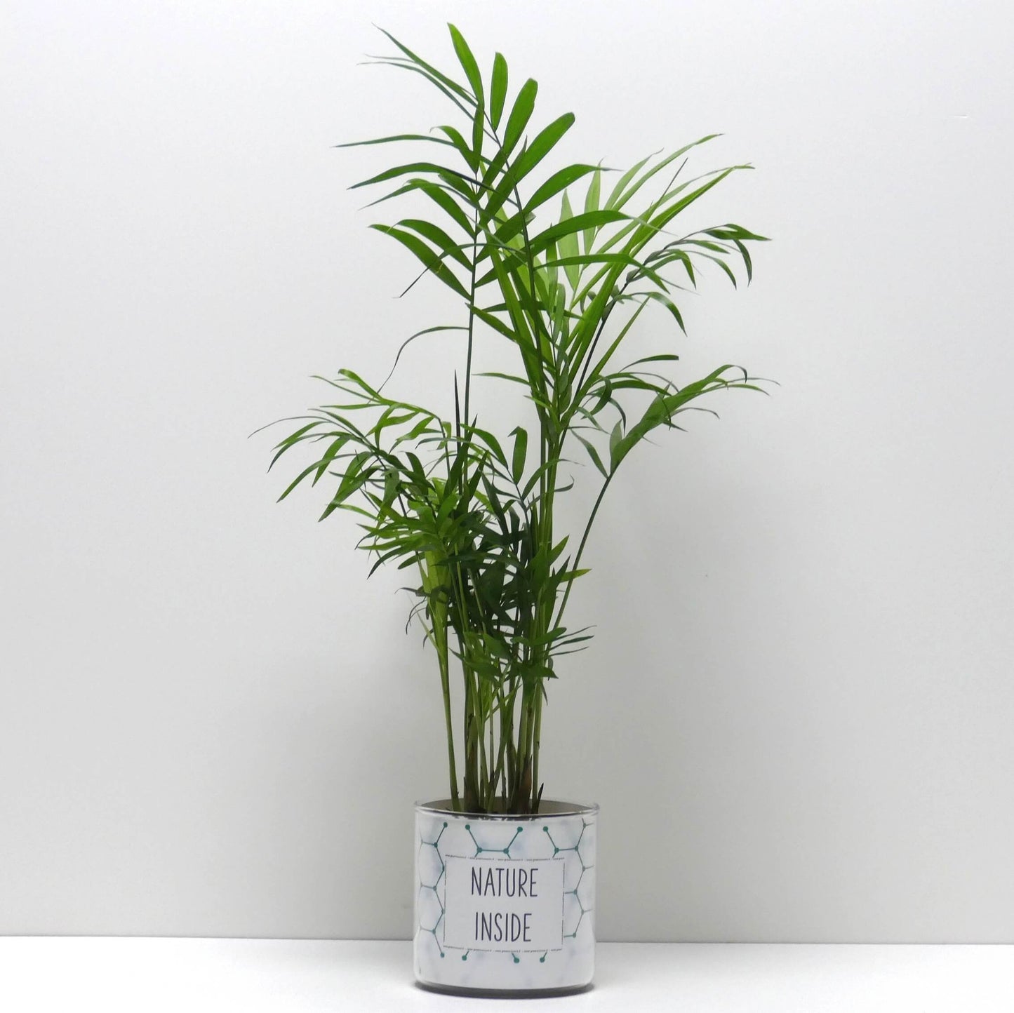 Pot Nature inside et sa plante