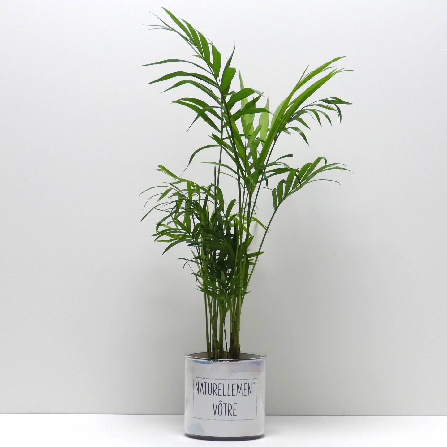 Pot Naturellement vôtre et sa plante
