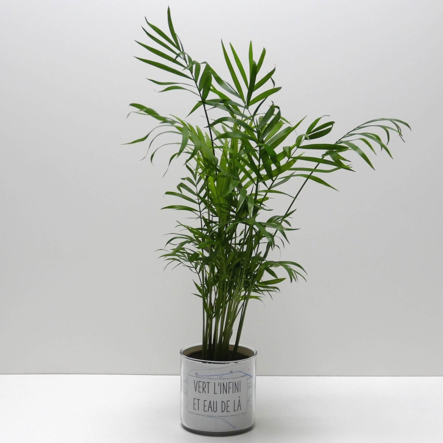 Pot Vert l'infini et eau de là et sa plante