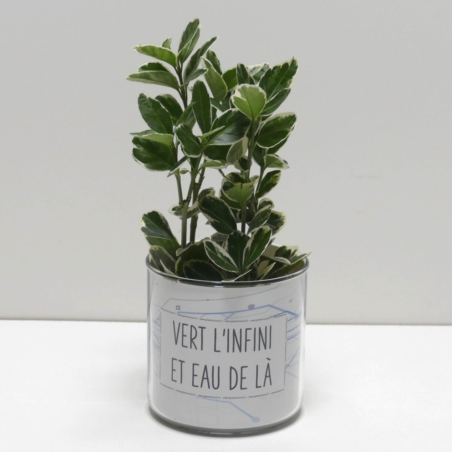 Pot Vert l'infini et eau de là et sa plante