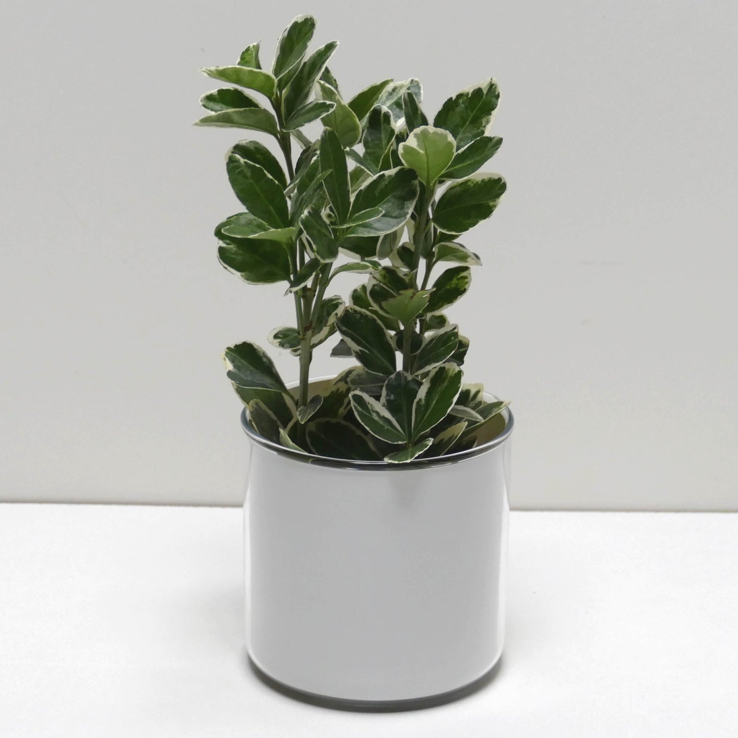 Pot Bonne fête papa et sa plante