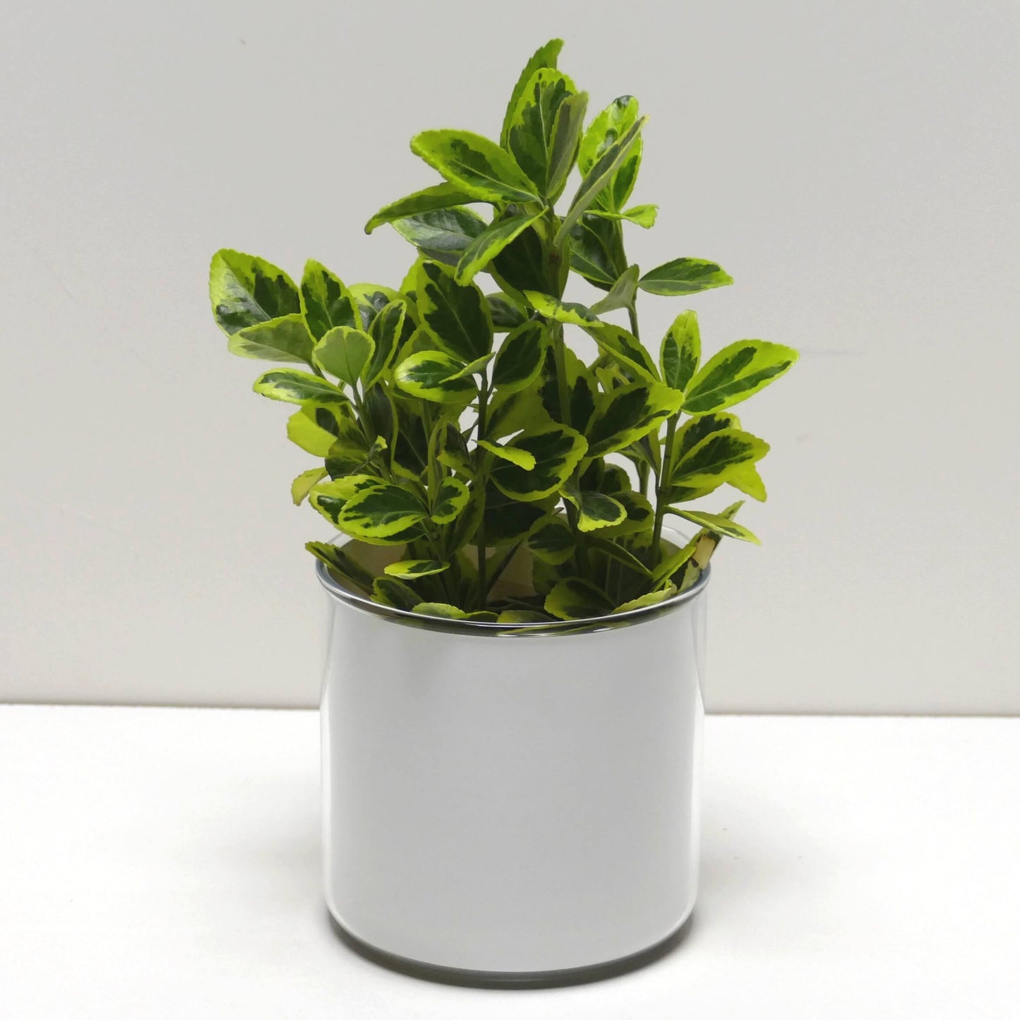 Pot Bonne fête papa et sa plante
