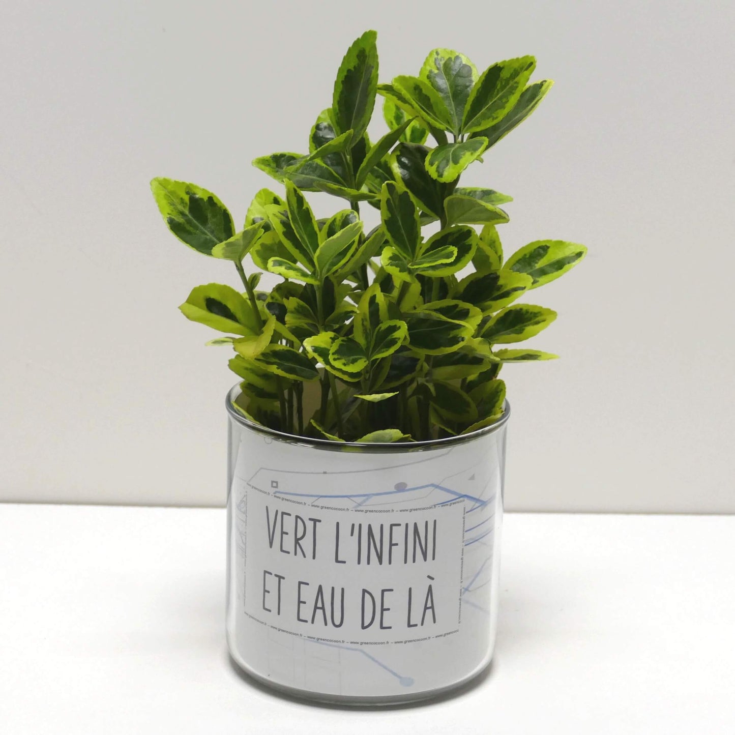 Pot Vert l'infini et eau de là et sa plante