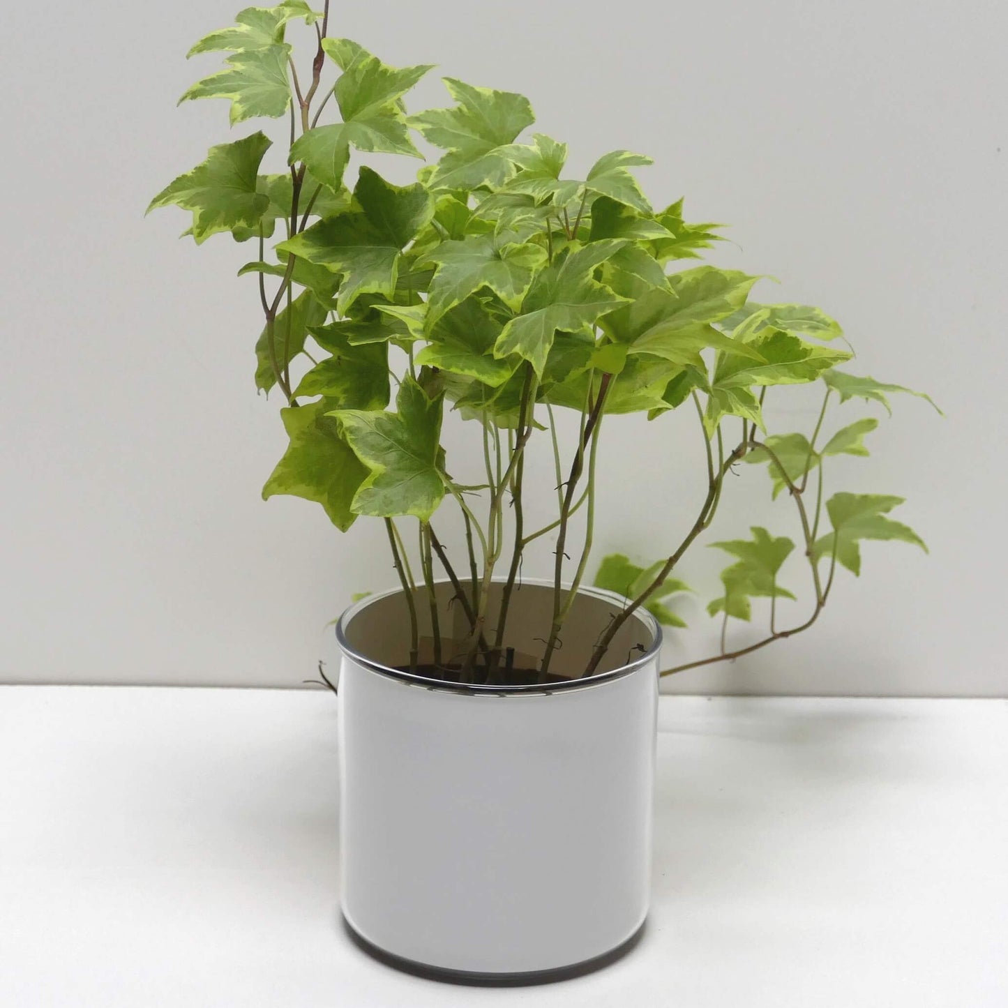 Pot Bonne fête papa et sa plante