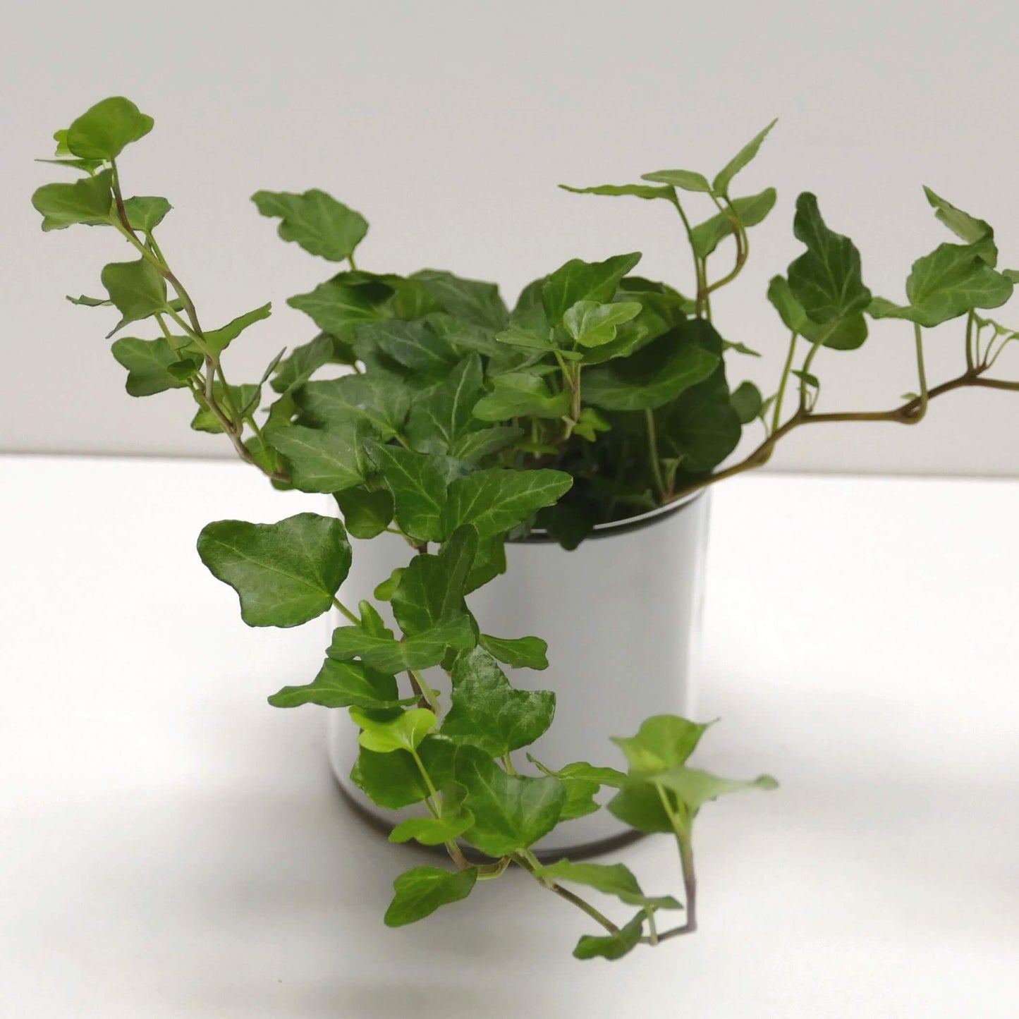 Pot Bonne fête papa et sa plante