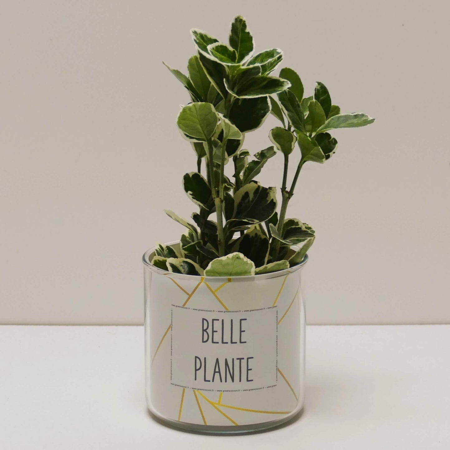 Pot Belle plante et sa plante