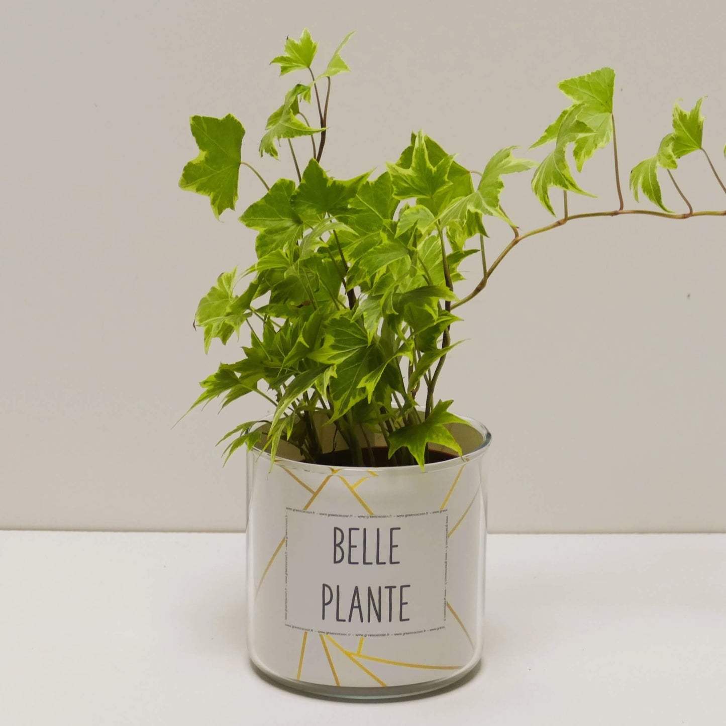 Pot Belle plante et sa plante